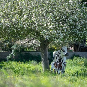 Obrázek 3 produktu ISIGNY MLÉKO SUŠENÉ PLNOTUČNÉ 26% 25kg