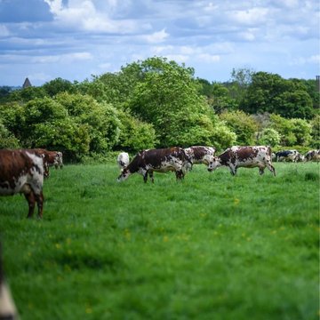 Obrázek 1 produktu ISIGNY MLÉKO SUŠENÉ PLNOTUČNÉ 26% 25kg