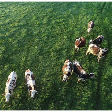 Obrázek 4 produktu ISIGNY MLÉKO SUŠENÉ PLNOTUČNÉ 26% 25kg