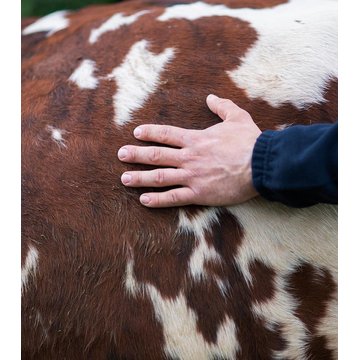 Obrázek 7 produktu ISIGNY MLÉKO SUŠENÉ PLNOTUČNÉ 26% 25kg