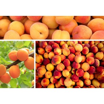 Obrázek 1 produktu PONTHIER MRAŽENÉ PYRÉ MERUŇKA Bergeron 5 kg