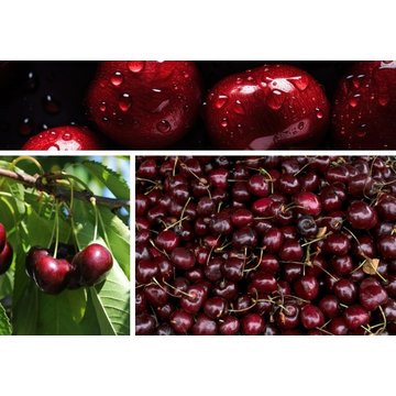 Obrázek 7 produktu PONTHIER MRAŽENÉ PYRÉ VIŠEŇ MORELLO Oblacinska 1 kg