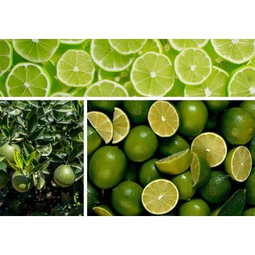 Obrázek 3 produktu PONTHIER MRAŽENÉ PYRÉ LIMETA 100% 1 kg
