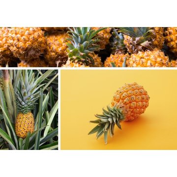 Obrázek 2 produktu PONTHIER MRAŽENÉ PYRÉ ANANAS Golden 1 kg