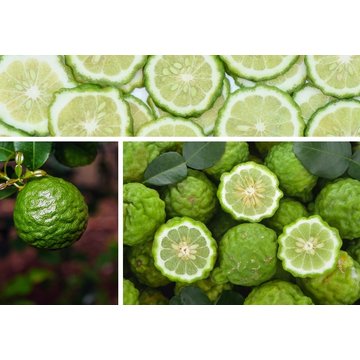Obrázek 2 produktu PONTHIER MRAŽENÉ PYRÉ BERGAMOT 100% 1 kg