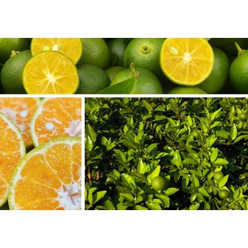 Obrázek 1 produktu PONTHIER MRAŽENÉ PYRÉ CALAMANSI 100% 1 kg