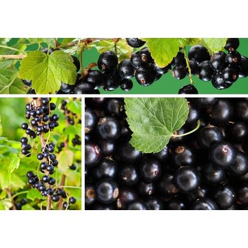 Obrázek 2 produktu PONTHIER MRAŽENÉ PYRÉ ČERNÝ RYBÍZ Noir de Bourgogne 1 kg