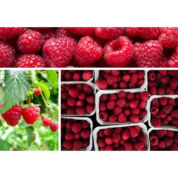 Obrázek 1 produktu PONTHIER MRAŽENÉ PYRÉ MALINA Willamette & Mecker 1 kg