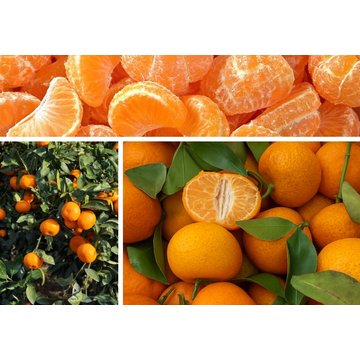 Obrázek 2 produktu PONTHIER MRAŽENÉ PYRÉ MANDARINKA Tardivo di Ciaculli 100% 1 kg