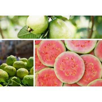 Obrázek 1 produktu PONTHIER MRAŽENÉ PYRÉ GUAVA RŮŽOVÁ 1 kg