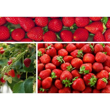 Obrázek 1 produktu PONTHIER MRAŽENÉ PYRÉ JAHODA Victory & Mara des Bois  1 kg